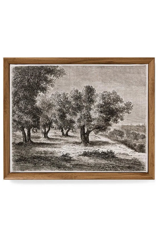 The Olives